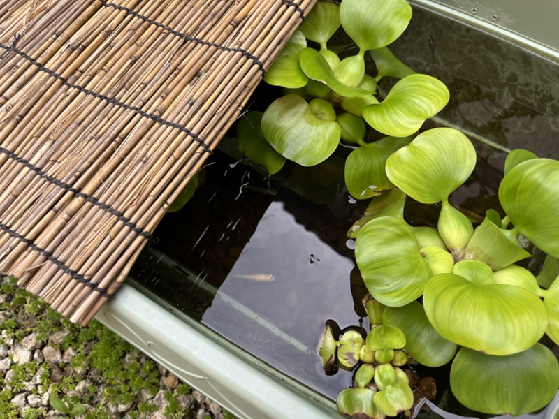 すだれを掛けた水槽に浮かぶホテイアオイとメダカ