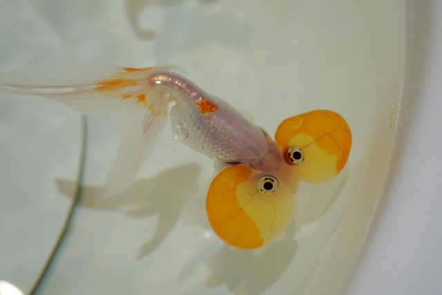 大きな水泡眼を持つ白とオレンジの金魚の俯瞰写真