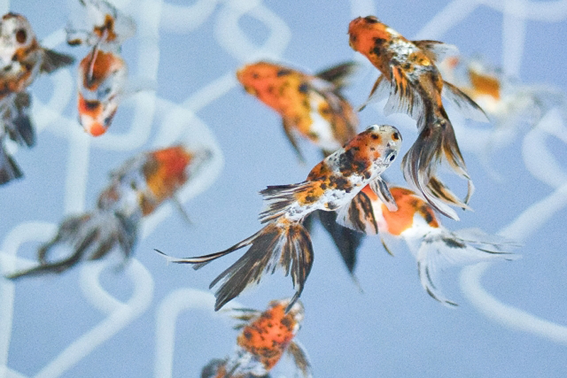 水槽内を泳ぐ赤と黒の斑点模様がある金魚の群れ