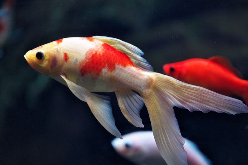 水槽内を泳ぐ紅白模様の金魚と赤い金魚の姿