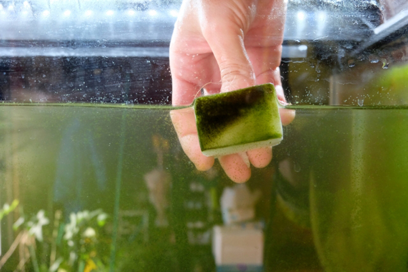 メラミンスポンジで水槽のコケを掃除する手元