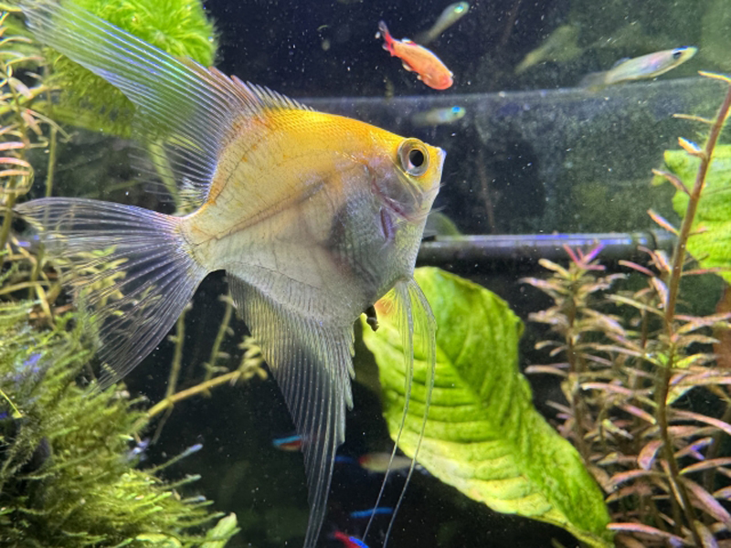 水草水槽を泳ぐエンゼルフィッシュと小型熱帯魚の群れ