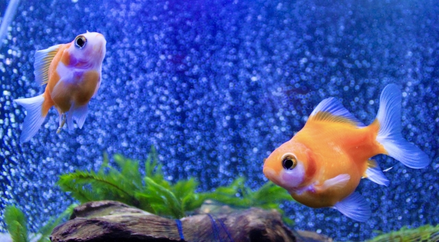 青い背景の水槽内を泳ぐ2匹の金魚と流木に活着した水草