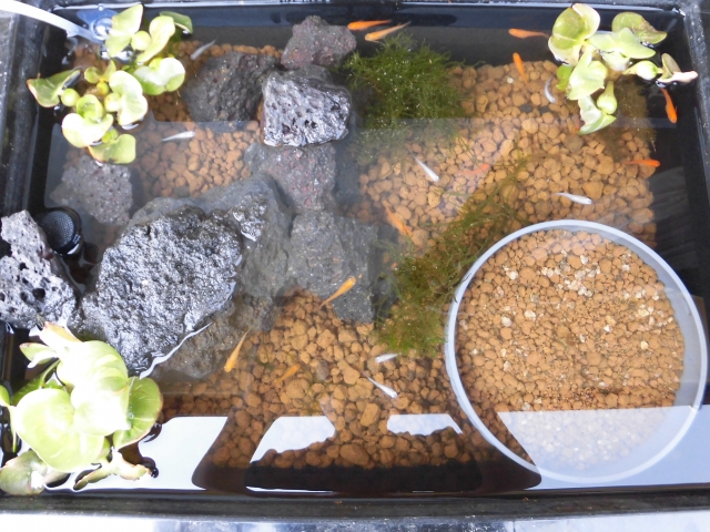 溶岩石と水草を配置したメダカのビオトープ