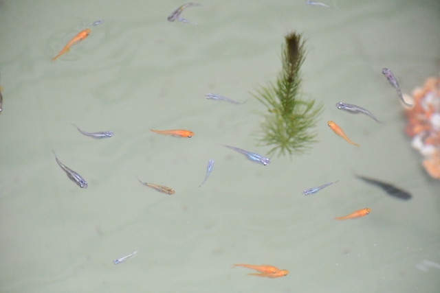 水面を泳ぐ複数のメダカと一株の水草の俯瞰画像
