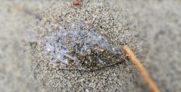 砂地に擬態するカレイの仲間と釣り餌のイソメの接写画像