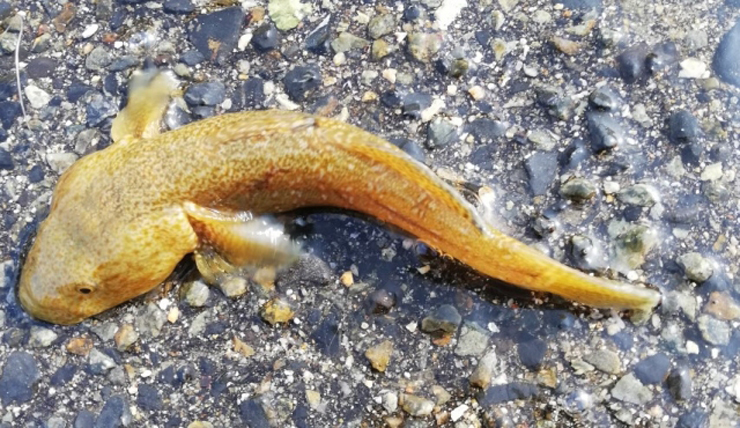 砂利の上に横たわる黄色いハゼの仲間の淡水魚