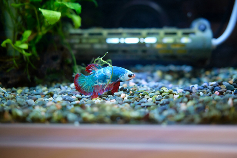 砂利の上を泳ぐ青と赤のベタと水槽内のヒーターや水草