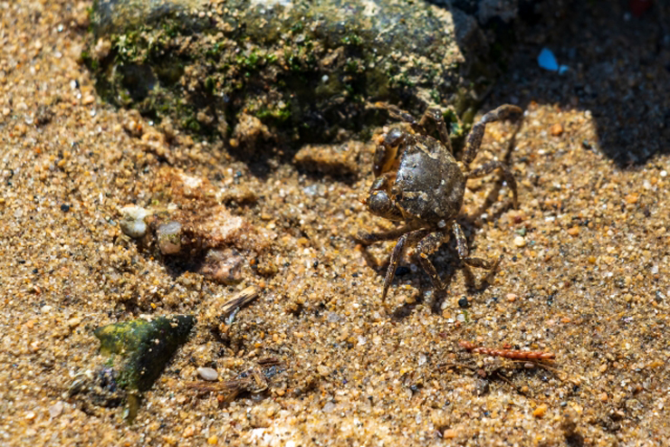 砂浜の岩陰に佇む小さなカニと周囲の砂利や貝殻の破片