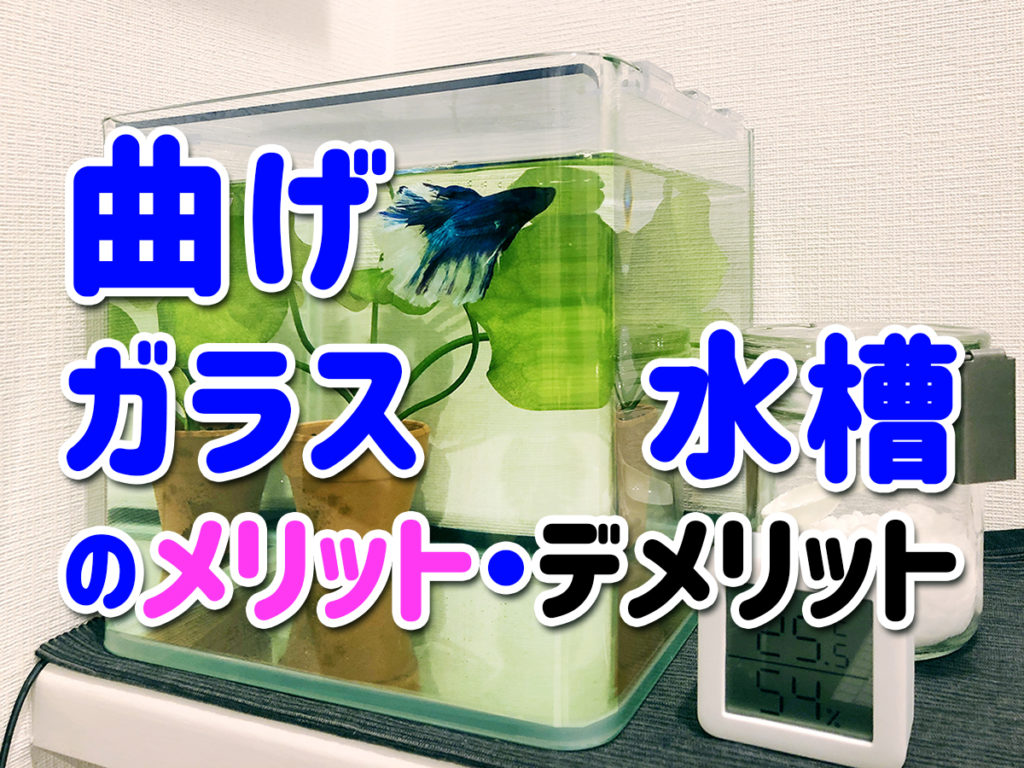 曲げガラス水槽のメリット・デメリット!おすすめサイズと設置ポイントのサムネイル画像