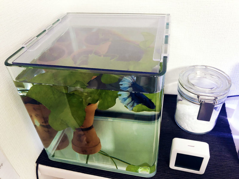 青いベタと水草が入った小型の蓋付きガラス水槽