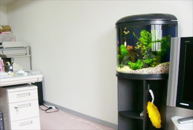 オフィスに設置された円柱状の熱帯魚水槽と水草のレイアウト