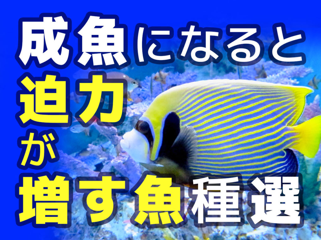 成長すると迫力がある魚10選！かっこよく成長する飼育可能な魚種たち