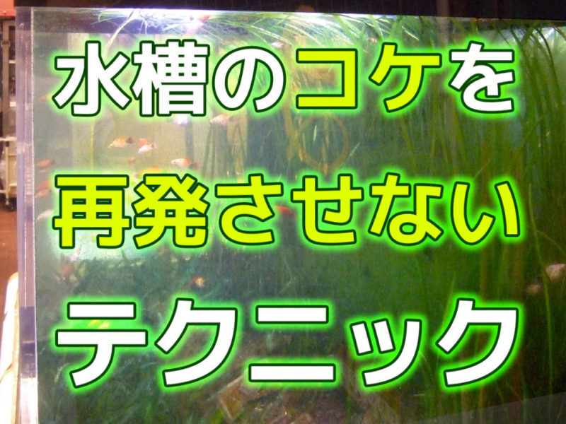 水槽のコケを再発させないテクニックの見出し画像