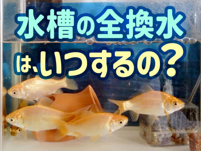 水槽の全換水はいつするの?の文字と泳ぐ金魚の画像