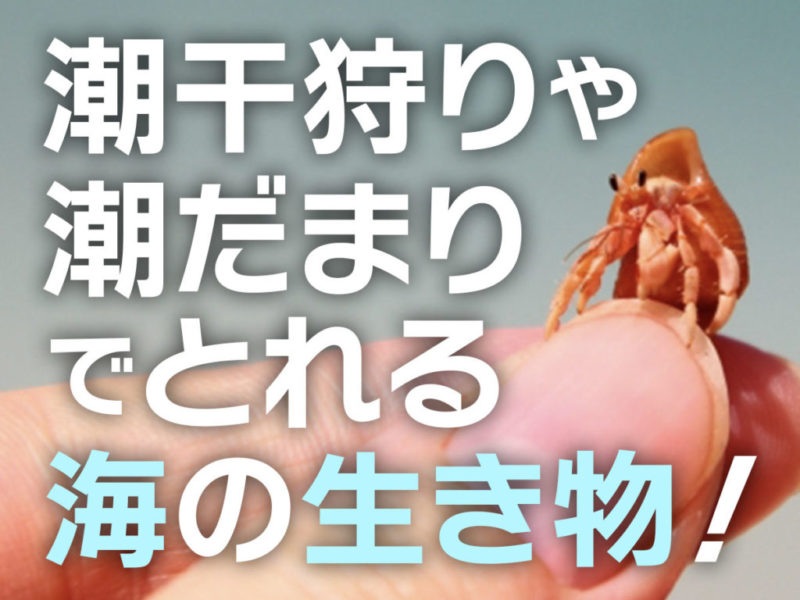 潮干狩りや潮だまりでとれる海の生き物の見出し画像