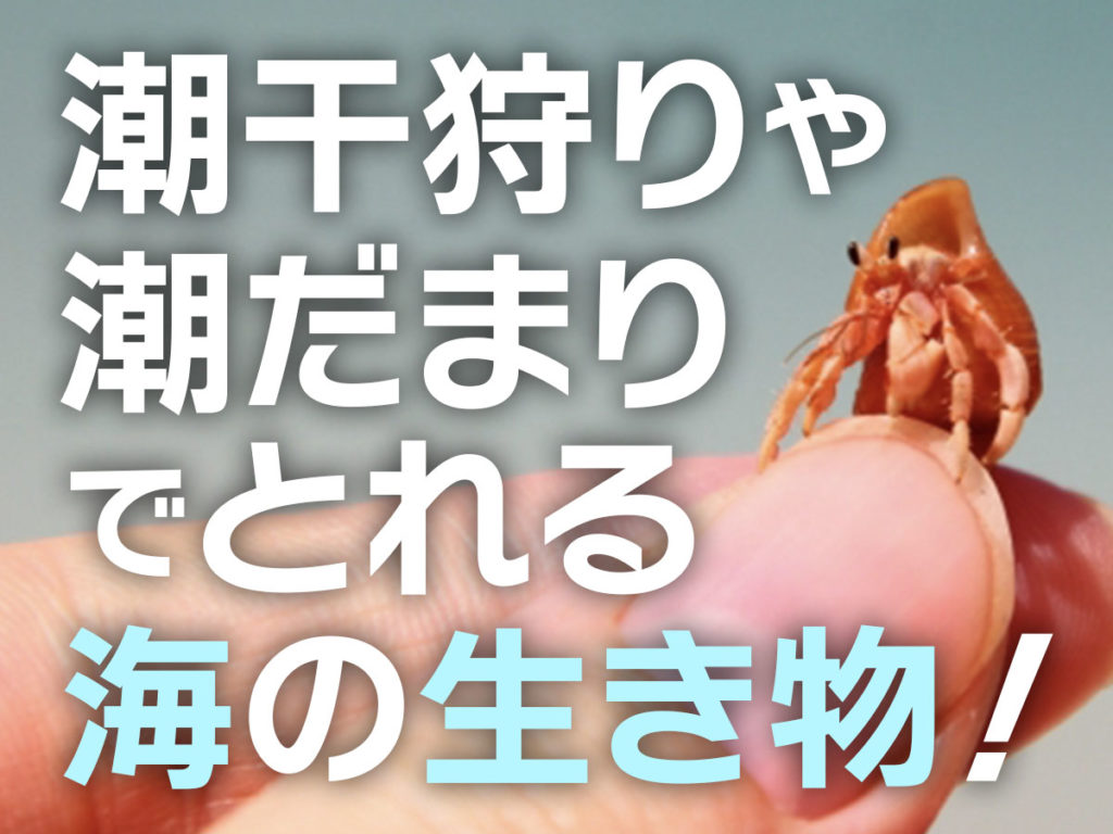 潮干狩り・潮だまりでとれる生き物とは！採集の注意点・リリースについてのサムネイル画像