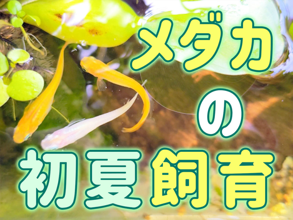 メダカの初夏飼育！7月中旬までに準備・対策したい飼育ポイント