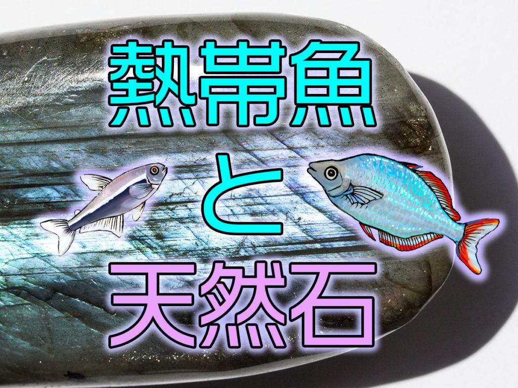 熱帯魚と天然石!カラフルな天然石を水槽にレイアウトするポイントとはのサムネイル画像