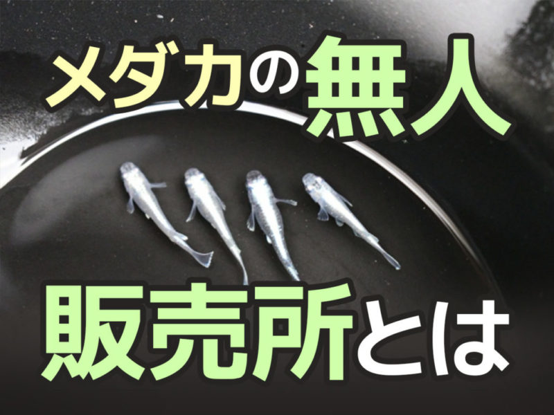 メダカの無人販売所とはの文字と黒い容器を泳ぐメダカ