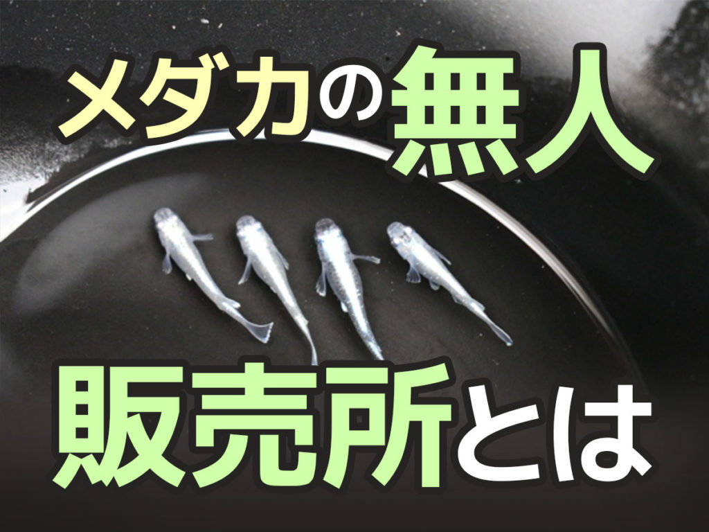 メダカの無人販売所とは！メリットから無人販売所のはじめ方も紹介