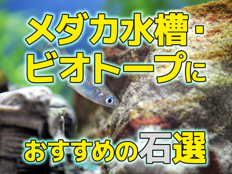 メダカ水槽・ビオトープにおすすめの石選の見出し画像
