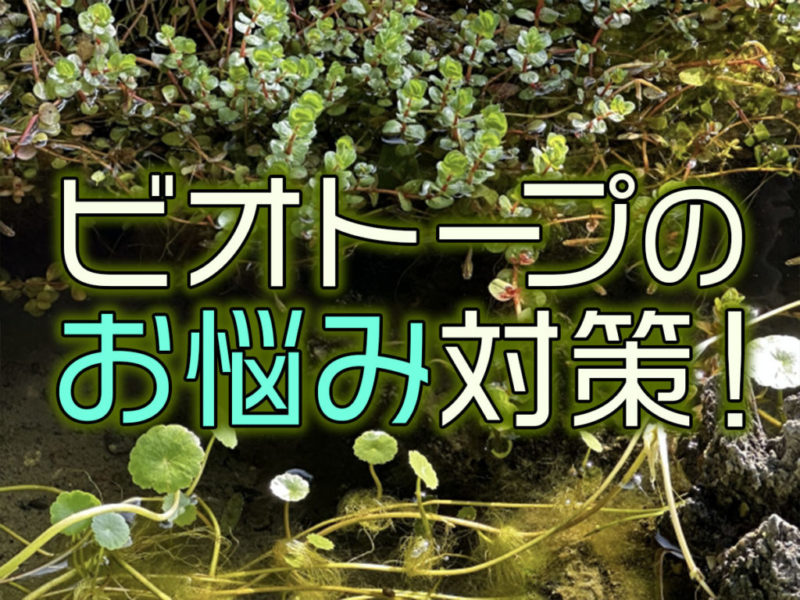 ビトープのお悩み対策！の文字と水草の見出し画像