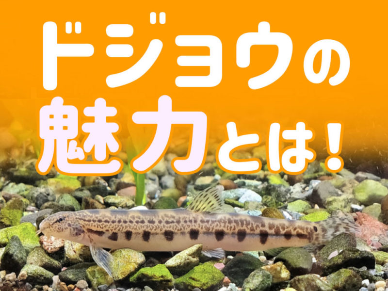 ドジョウの魅力とは!の文字と砂利の上のドジョウの見出し画像