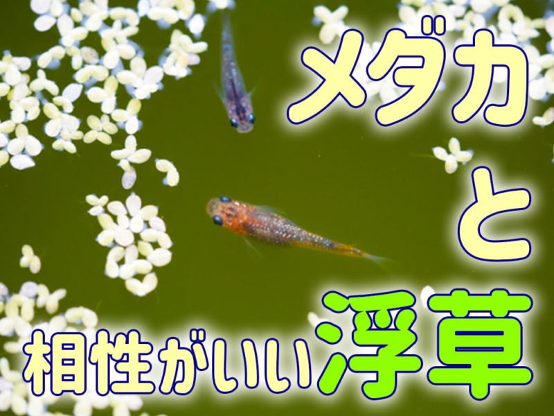 メダカと相性がいい浮草の文字が入った見出し画像