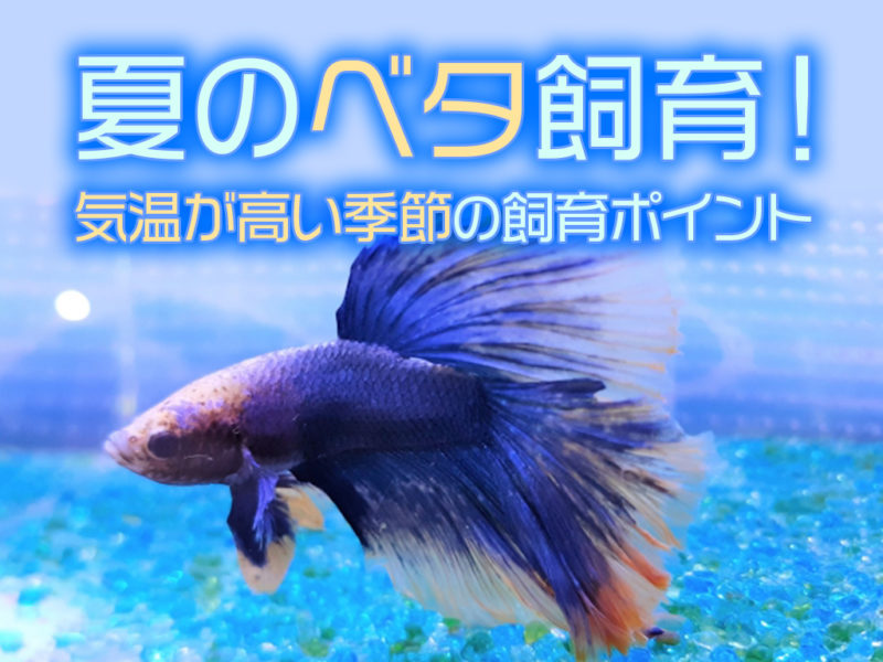 夏のベタ飼育と気温が高い季節の飼育ポイントの見出し画像