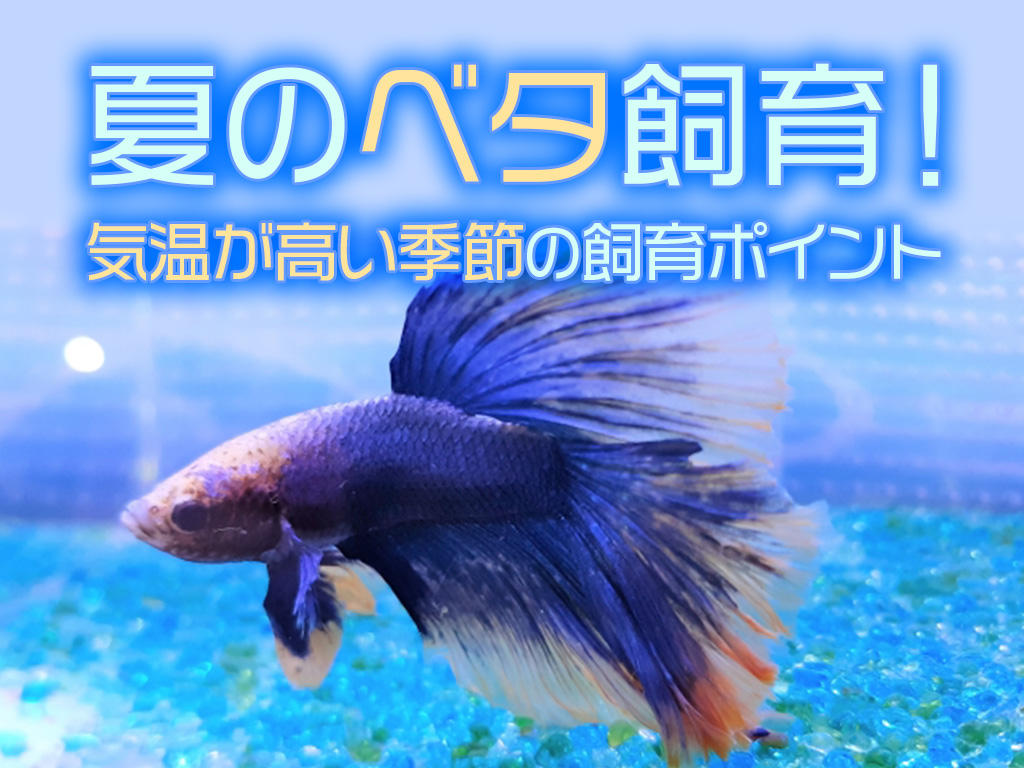 夏のベタ飼育!暖かい季節でもヒーターは必要!水換えや水温対策も解説のサムネイル画像