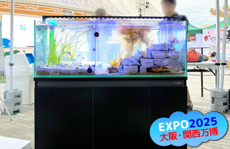 関西エアポート株式会社様に短期レンタル!大阪・関西万博の120cm水槽 水槽画像5