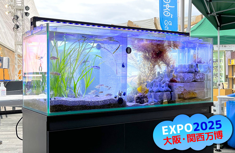 EXPO2025大阪・関西万博のロゴ入り水槽展示