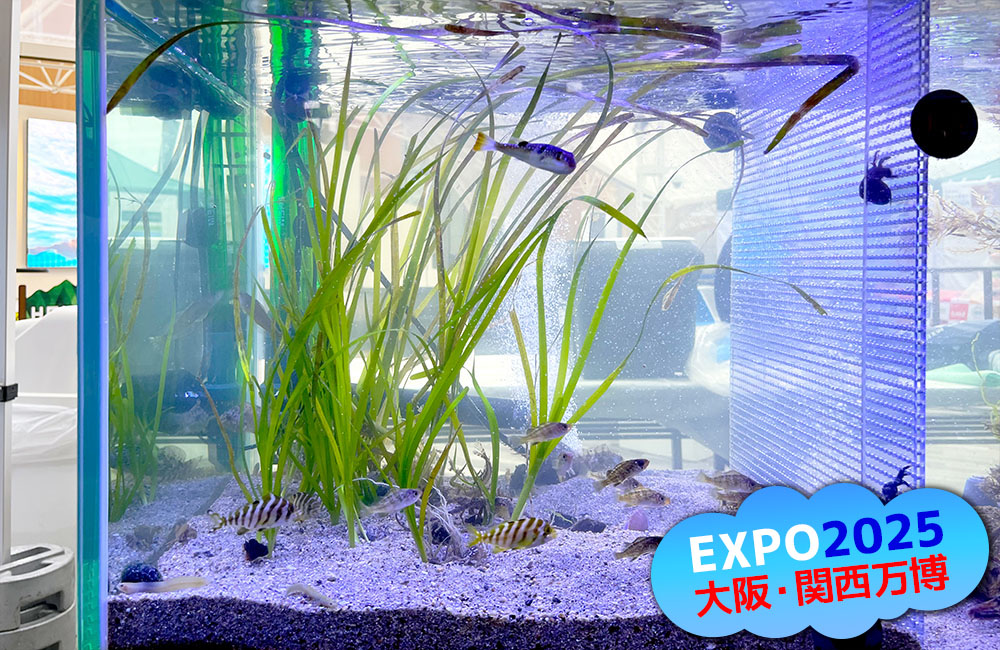 EXPO2025大阪・関西万博のロゴ入り水槽画像
