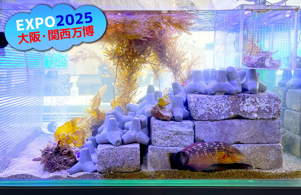 大阪・関西万博ロゴとテトラポッドのある海水魚水槽