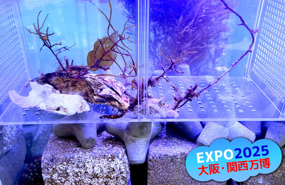 大阪・関西万博ロゴ入りの海藻とテトラポットの水槽画像