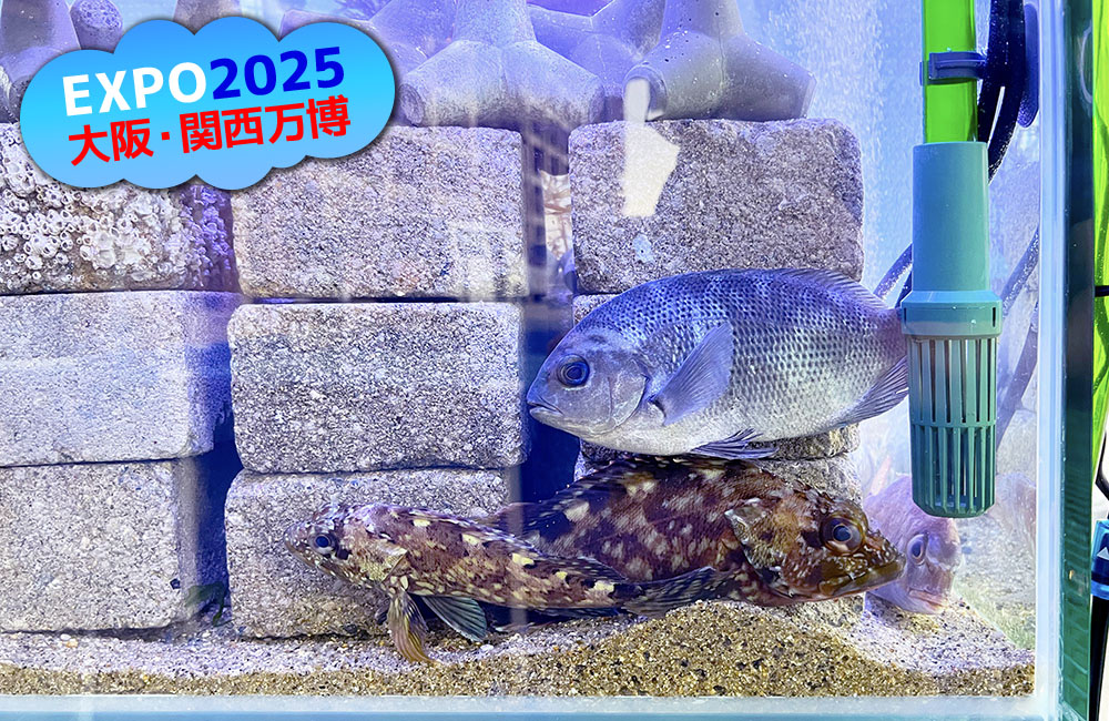 大阪・関西万博ロゴと水槽内の海水魚の見出し画像