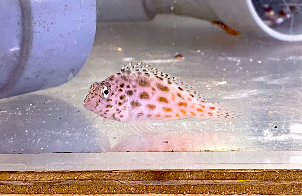 水槽の底で静止する斑点模様の海水魚の仲間