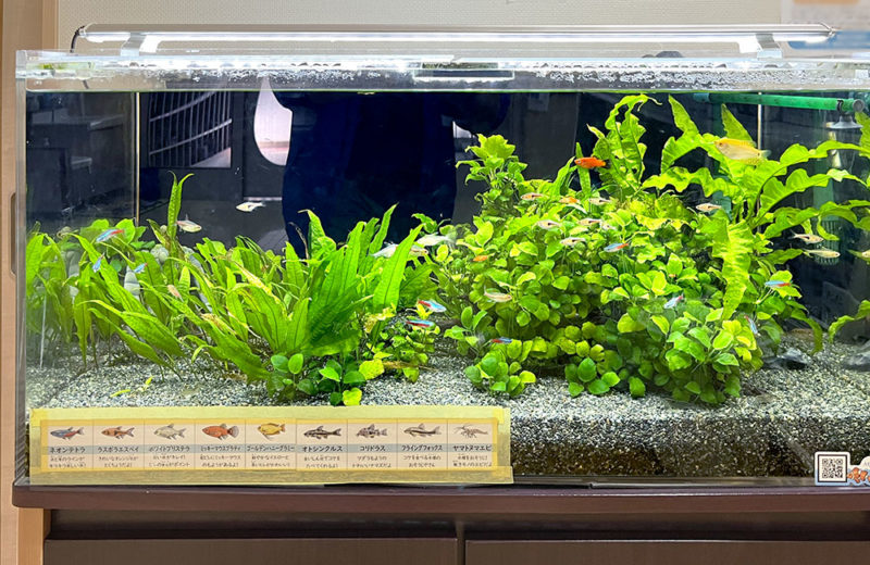 ネオンテトラの仲間や水草が泳ぐ横長の水槽全体
