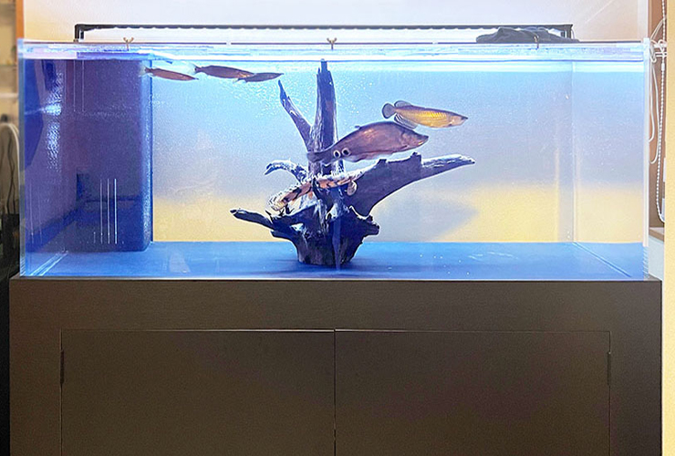 流木と大型魚が泳ぐ青い背景の大型水槽と黒い水槽台