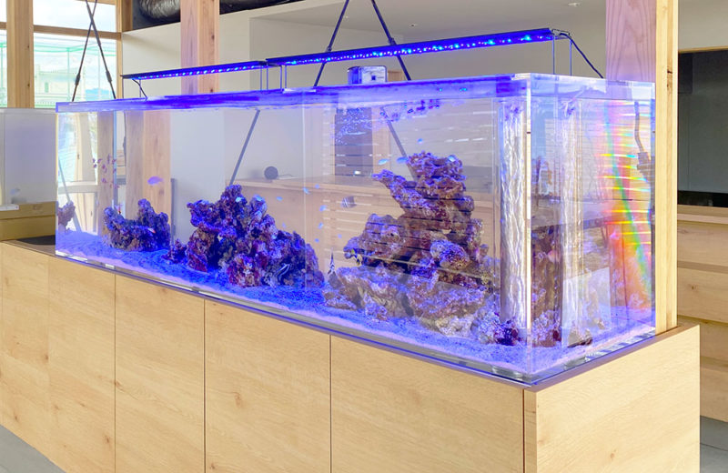 青い照明に照らされた大型の海水魚水槽とライブロック