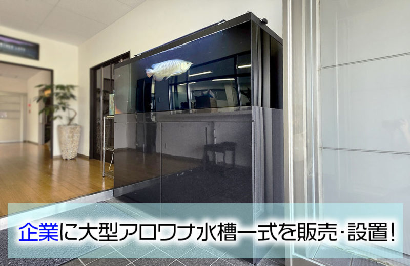 企業様に大型アロワナ水槽一式を販売・設置！アジアアロワナが泳ぐ水槽 水槽画像１