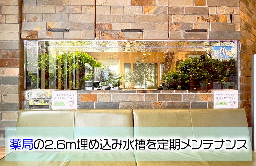 薬局様の2.6m埋め込み式水槽・その後!月2回の定期メンテナンスを行っています