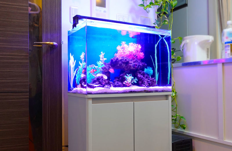 個人宅様へ60cm海水魚水槽をレンタル!リビングにぴったりな癒しの水槽 水槽画像4