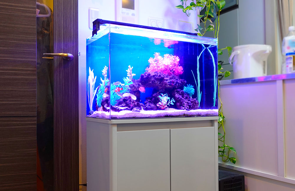 青い照明に照らされた海水魚水槽と白い専用水槽台