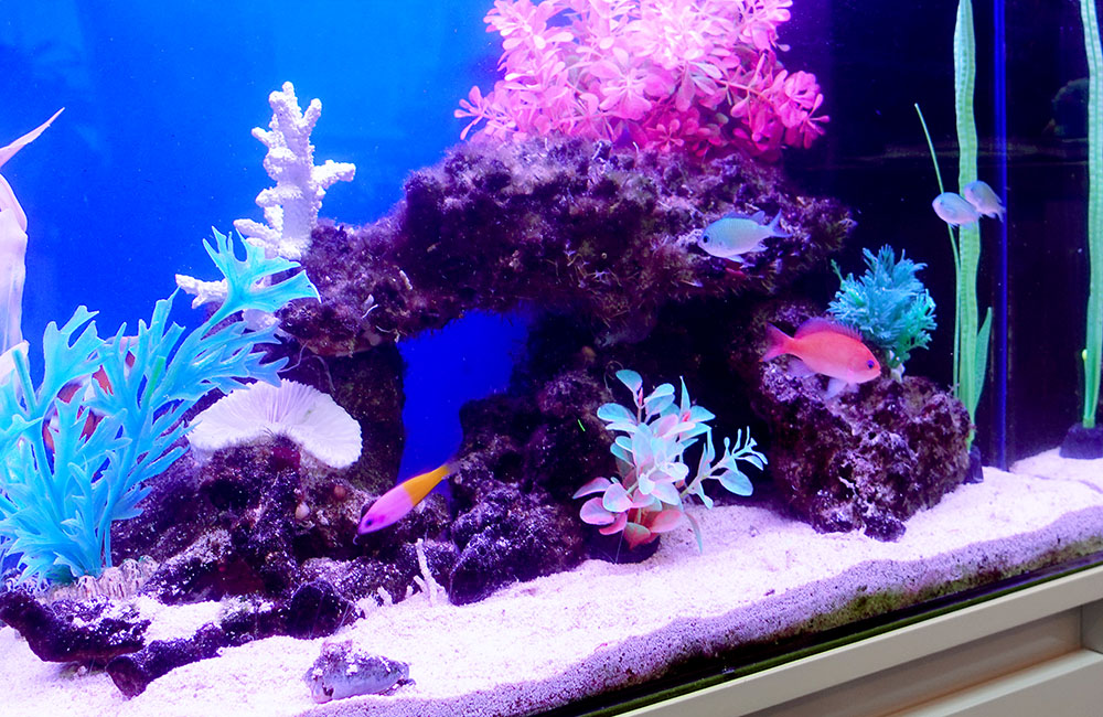 青い背景の水槽で泳ぐ海水魚とカラフルな人工水草の景観