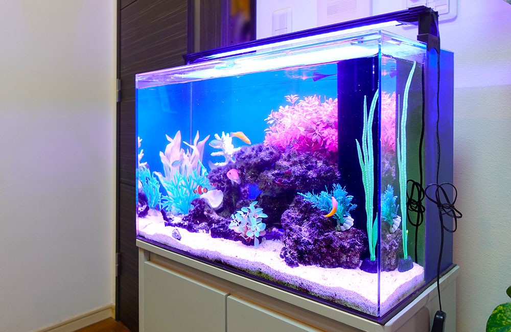 青い照明に照らされた海水魚水槽とカラフルな人工水草