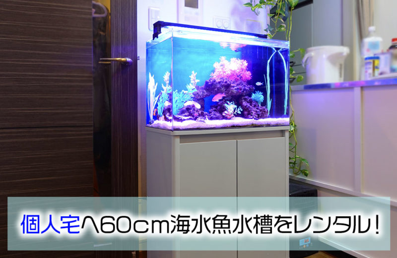 個人宅様へ60cm海水魚水槽をレンタル!リビングにぴったりな癒しの水槽 水槽画像1