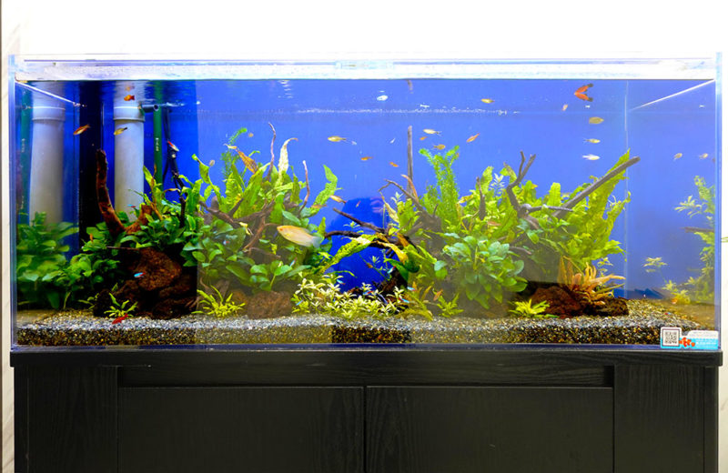 企業様のエントランスに120cm淡水魚水槽！エコな印象を演出するアクアリウム 水槽画像３