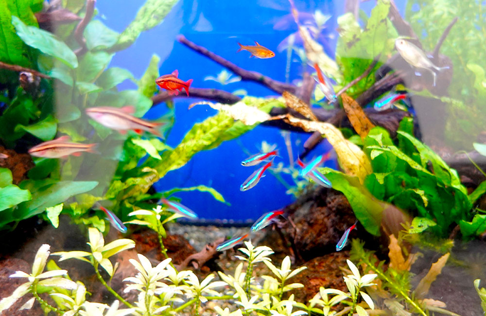 水草水槽を泳ぐネオンテトラの仲間と小型熱帯魚群